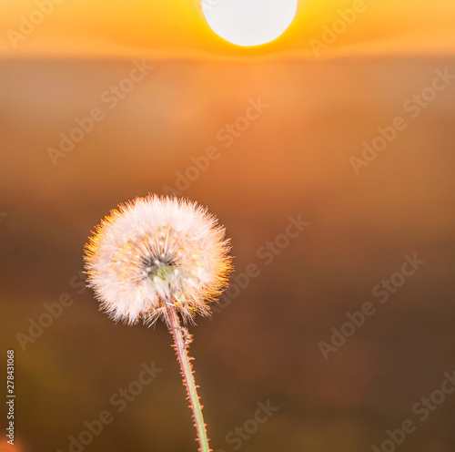 Closeup of a dandelion seed head  Taraxacum officinale  against the background of dawn in the field.