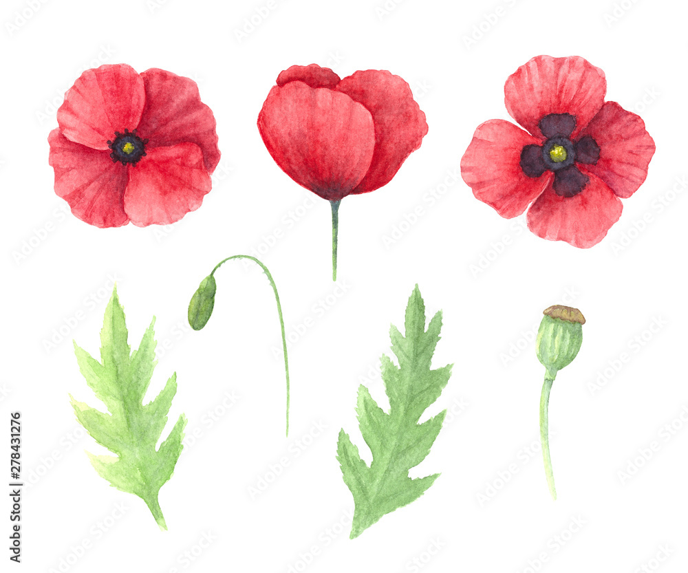 Poppy 1 Poppy 1