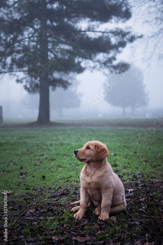 golden puppy fog