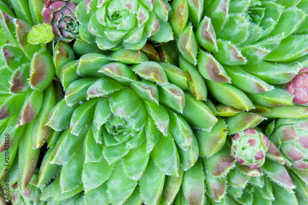 Fototapeta premium Close up detail of a Sempervivum succulent house leek plant to make an abstract floral background