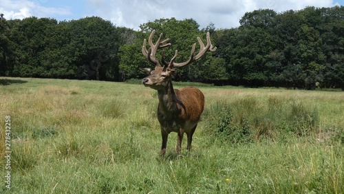 Stag with Antlers in a Meadow