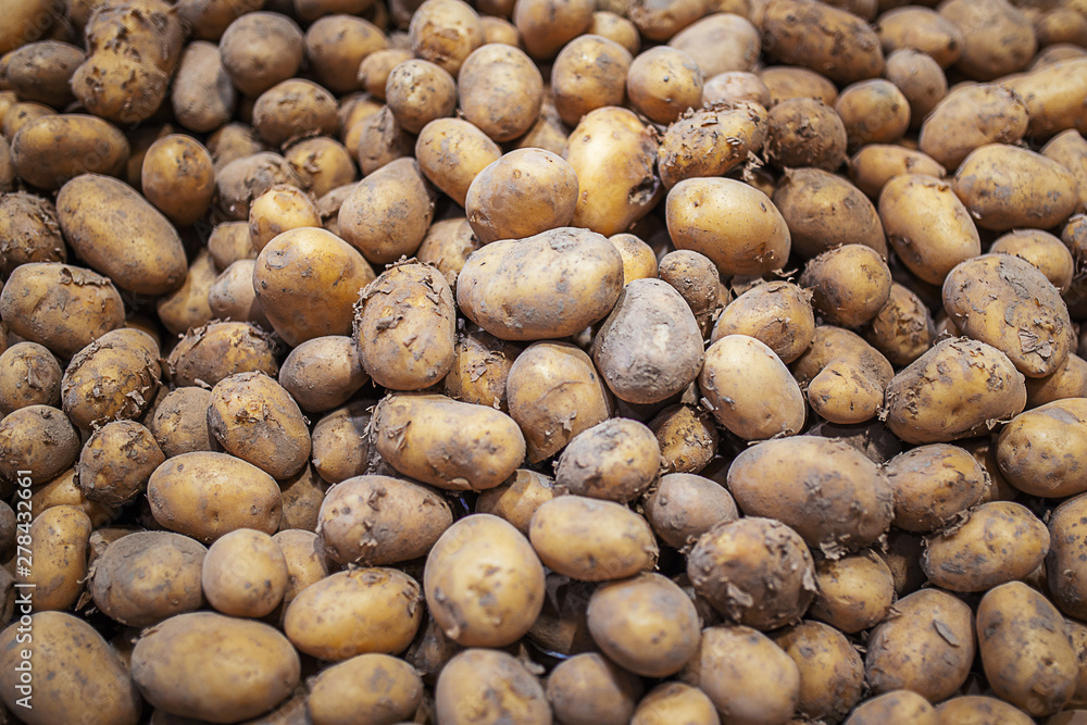 Fresh organic harvest potato stand out among many large background. Heap of potatos root. Close up potatos texture. Macro potato. Fresh organic harvest potato stand out among many large background. Heap of potatos root. Close up potatos texture. Macro potato.