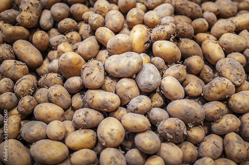 Fresh organic harvest potato stand out among many large background. Heap of potatos root. Close up potatos texture. Macro potato.