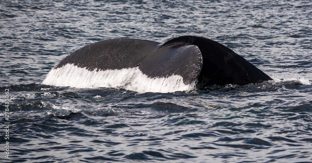 Obraz premium Humpback Tail