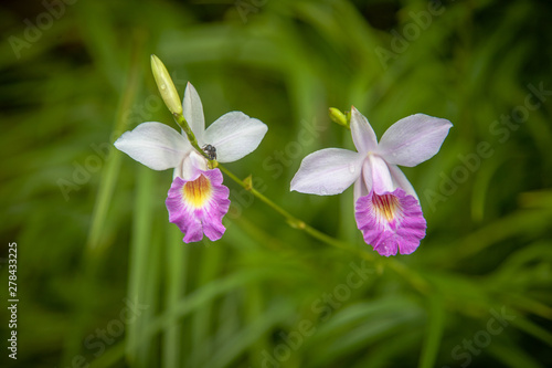 flowers with bee