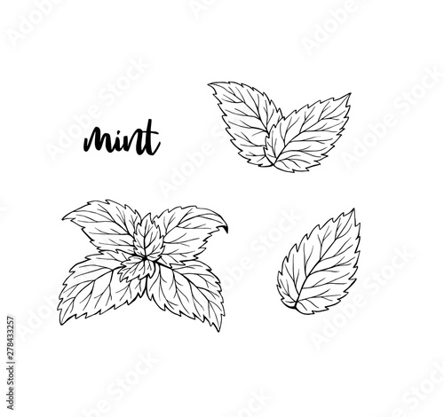 Mint leaves hand drawn illustration isolated