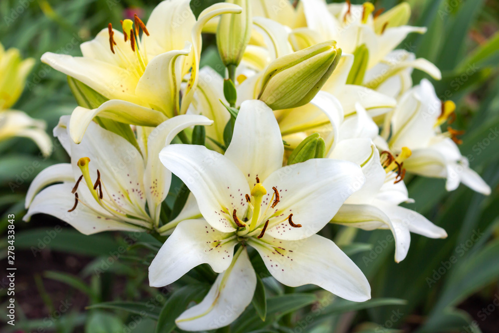 Fototapeta premium beautiful blooming white lilies in the garden close up
