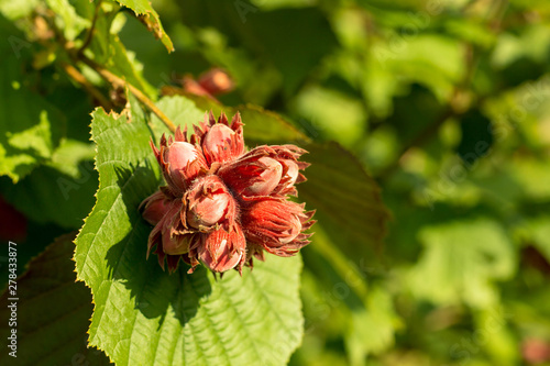 Foto bunch of ripening hazelnuts on a tree among green foliage, background, copy spac