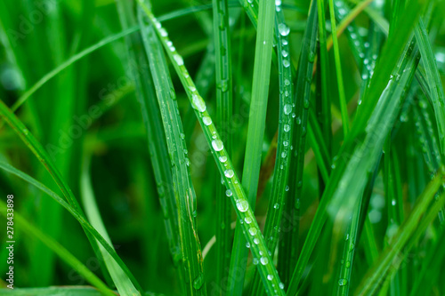 juicy green grass in drops after rain close, background, wallpaper
