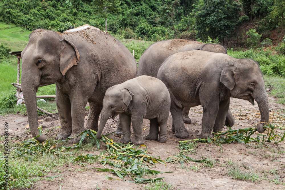 Herd of Asian Elephants Eating Bamboo
