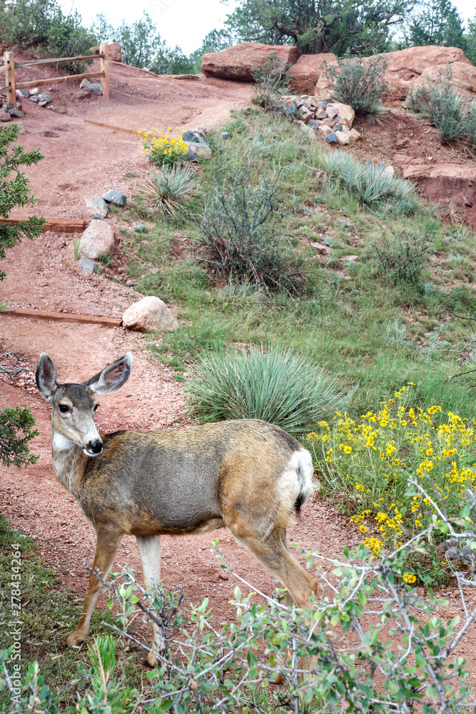 Obraz premium Colorado Deer