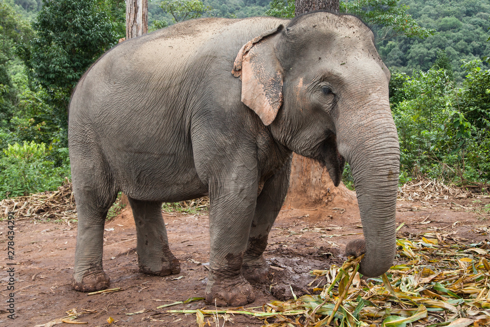 Fototapeta premium Asian Elephant Feeding in the Forest