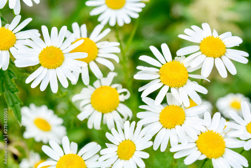 Medicine chamomile flowers. Aromatherapy by herbs camomile daisy flowers Medicine chamomile flowers. Aromatherapy by herbs camomile daisy flowers