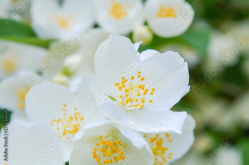Fototapeta Naklejka Na Ścianę i Meble -  White jasmine bush blossoming in summer day