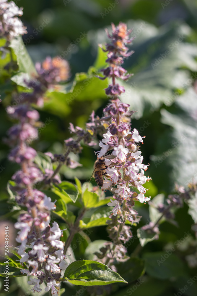 Biene an Blüte von Basilikum vor Zuccinipflanze im Hochbeet Biene an Blüte von Basilikum vor Zuccinipflanze im Hochbeet