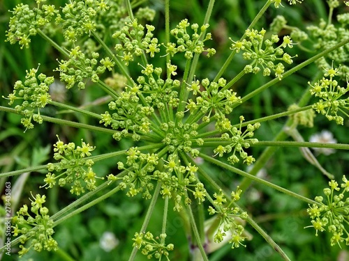 beautiful umbrella plant on green background