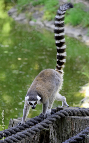 ring-tailed lemur wildlife 