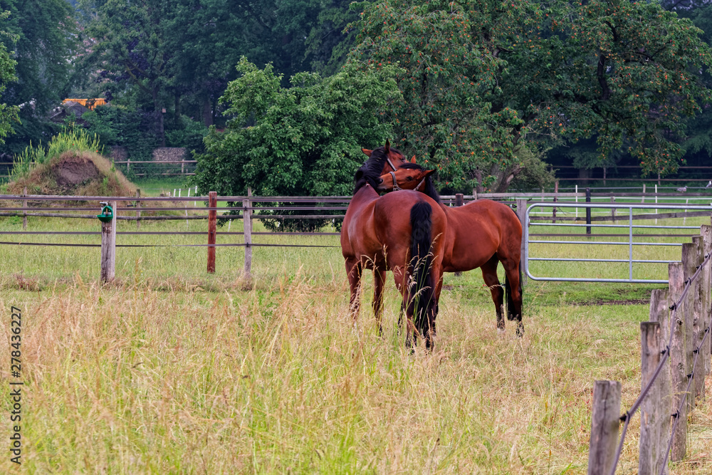 Fototapeta premium Two horses in a meadow embracing in friendship