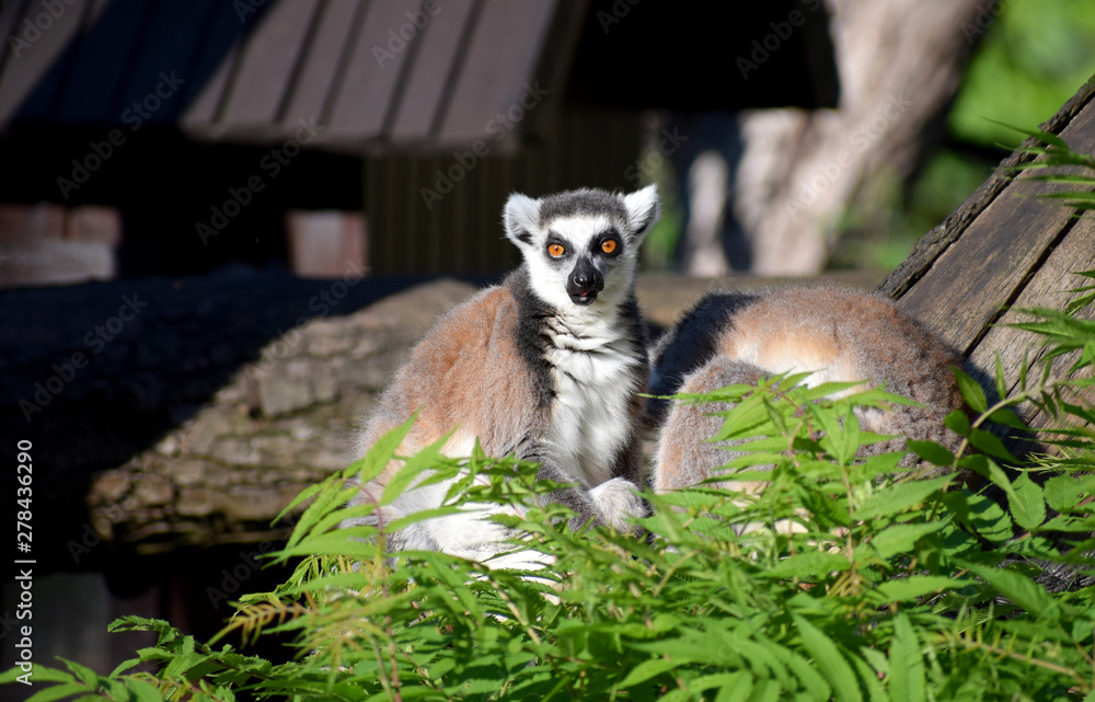 Fototapeta premium ring-tailed lemur wildlife 