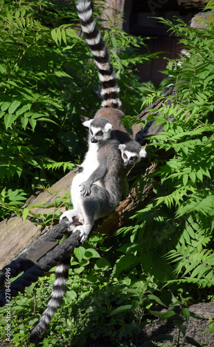 ring-tailed lemur wildlife 