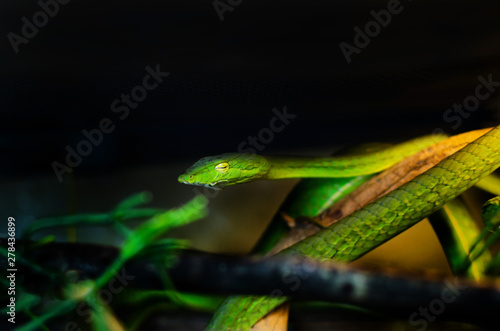 Ahaetulla prasina (0.1 - female) . Jade Vine Snake. It feeds on small birds, frogs, lizards, and small rodents. Tree snake. Exotic animals in the human environment. Snake on a dark background.