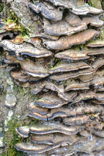 An old tree trunk bark, infected by fungal plant pathogen. Family tree fungus