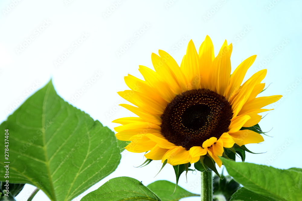 Obraz premium Sonnenblume vor hellen Hintergrund