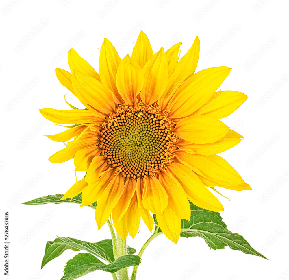 Naklejka premium Sunflower with leaves isolated on a white background