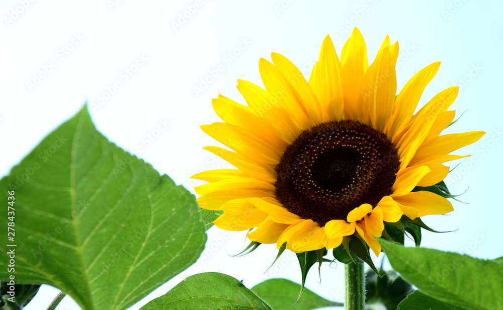 Fototapeta premium Sonnenblume