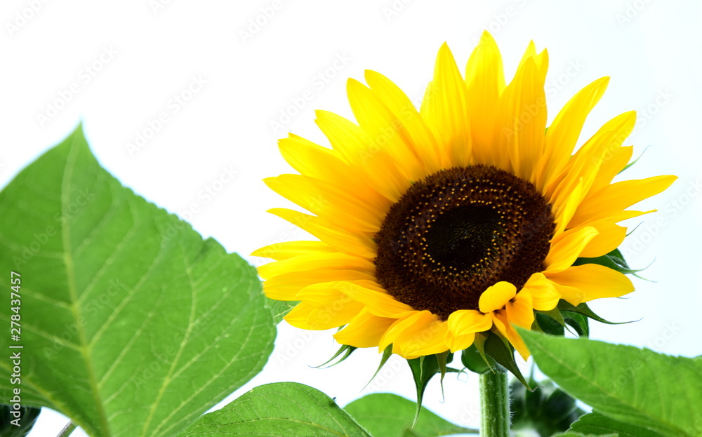 Obraz premium Sonnenblume vor blauen Hintergrund