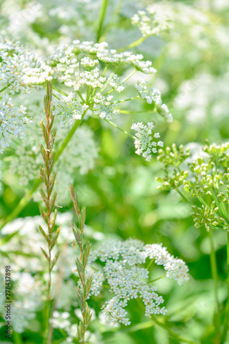 View of a meadow white flower of Goutweed or Aegopodium podagraria L.