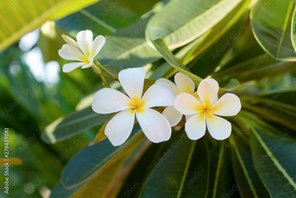 Obraz premium White Plumeria (frangipani) flowers with leaf on tree