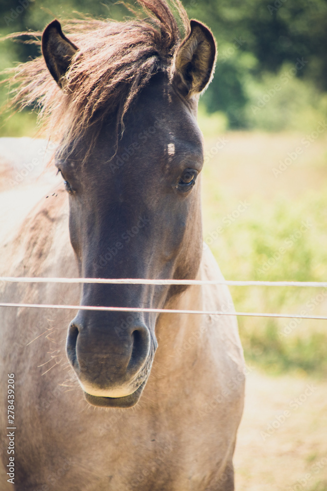 Obraz premium Wildpferd