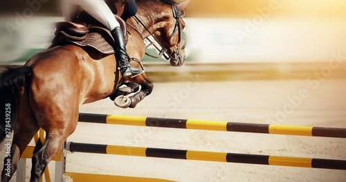Fototapeta The brown horse overcomes an obstacle.Show jumping