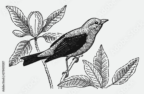 Scarlet tanager piranga olivacea sitting on plant stalk. Illustration after antique engraving from early 20th century