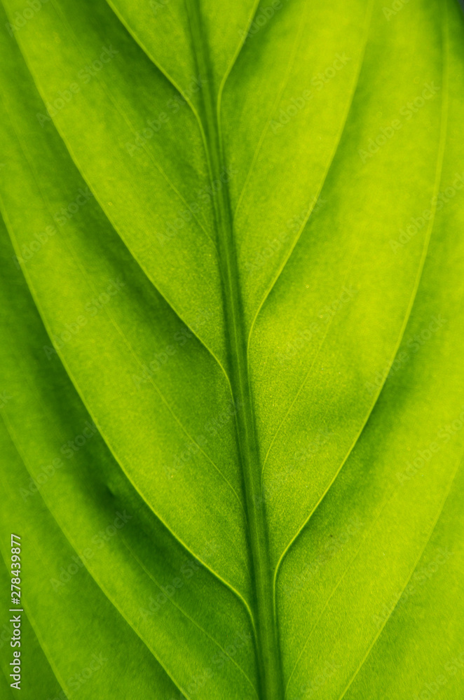 Thin leaf home plants in sunny weather Thin leaf home plants in sunny weather