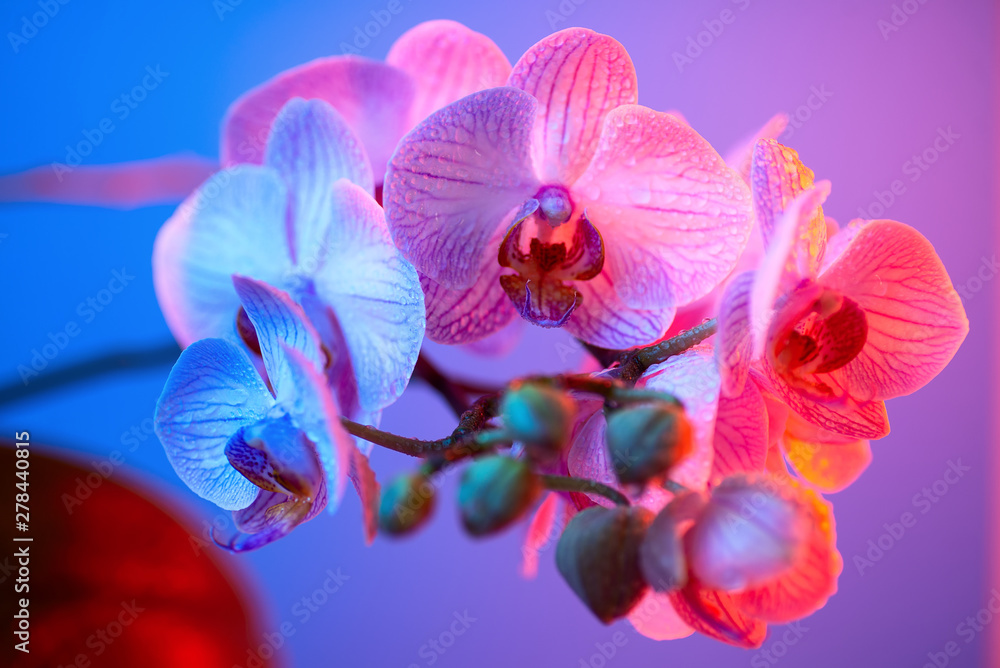 Fototapeta premium delicate pink Orchid with dew drops close-up on dark background