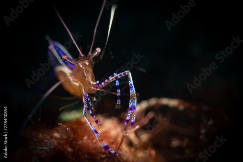 Pedersen Cleaner Shrimp (Periclimenes pedersoni) on the Bari Reef dive site, Bonaire, Netherlands Antilles