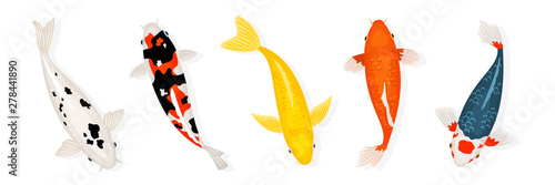 Koi carp fishes vector illustration. Japanese koi fish isolated on white background. Colored carp fish, japanese goldfish illustration