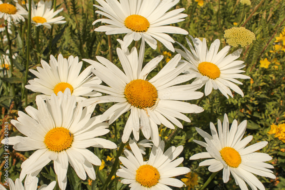 Fototapeta premium group of six marguerite daisies closeup in the garden in summer
