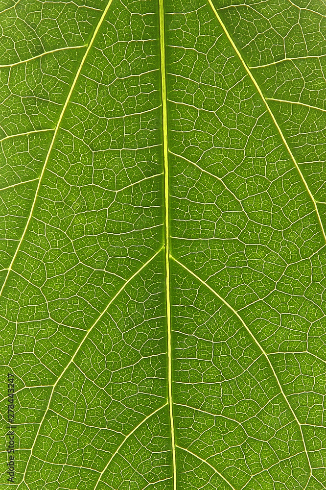 Green leaf texture or leaf background. Close up green leaf. Green leaf texture or leaf background. Close up green leaf.