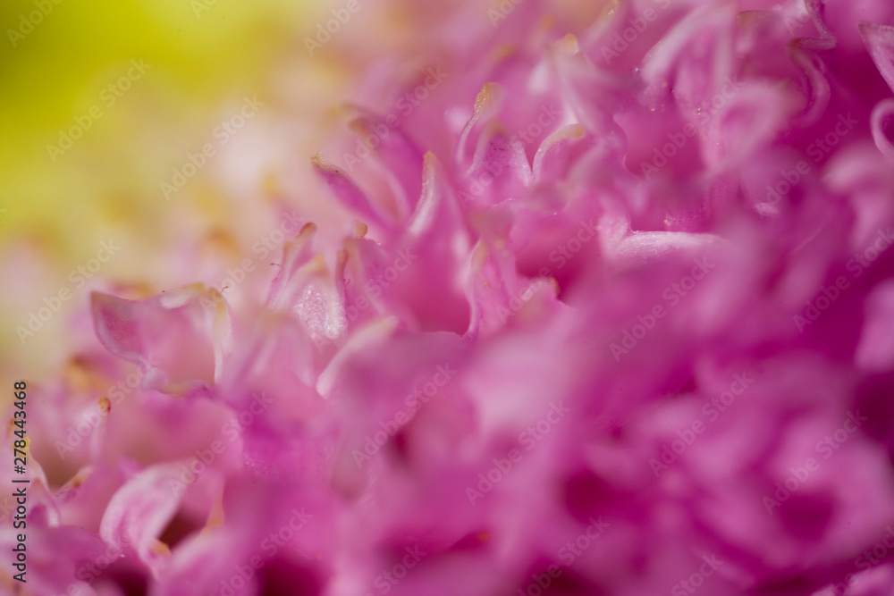 colorful delicate autumn flowers in a large close-up in the warm sunshine colorful delicate autumn flowers in a large close-up in the warm sunshine