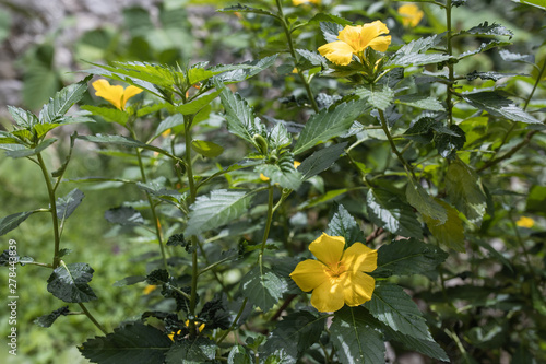 Fototapeta Naklejka Na Ścianę i Meble -  Yellow Flowers