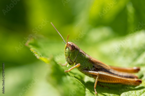 Green grasshopper on green leaves close-up