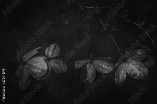  delicate forgotten brown flowers in a dark autumn garden © Joanna Redesiuk