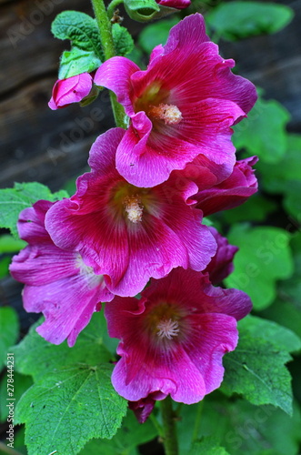 Hollyhock flowers close up. photo