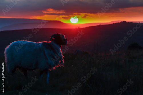 Ram Sheep against a orange sunset in derbyshire photo
