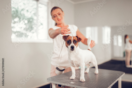 White dog standing on metal table in veterinary clinic