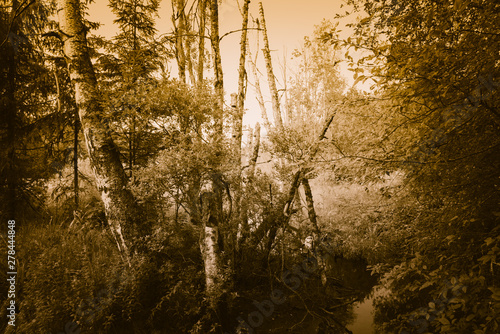 Fototapeta Naklejka Na Ścianę i Meble -  Stare połamane drzewa nad strumykiem