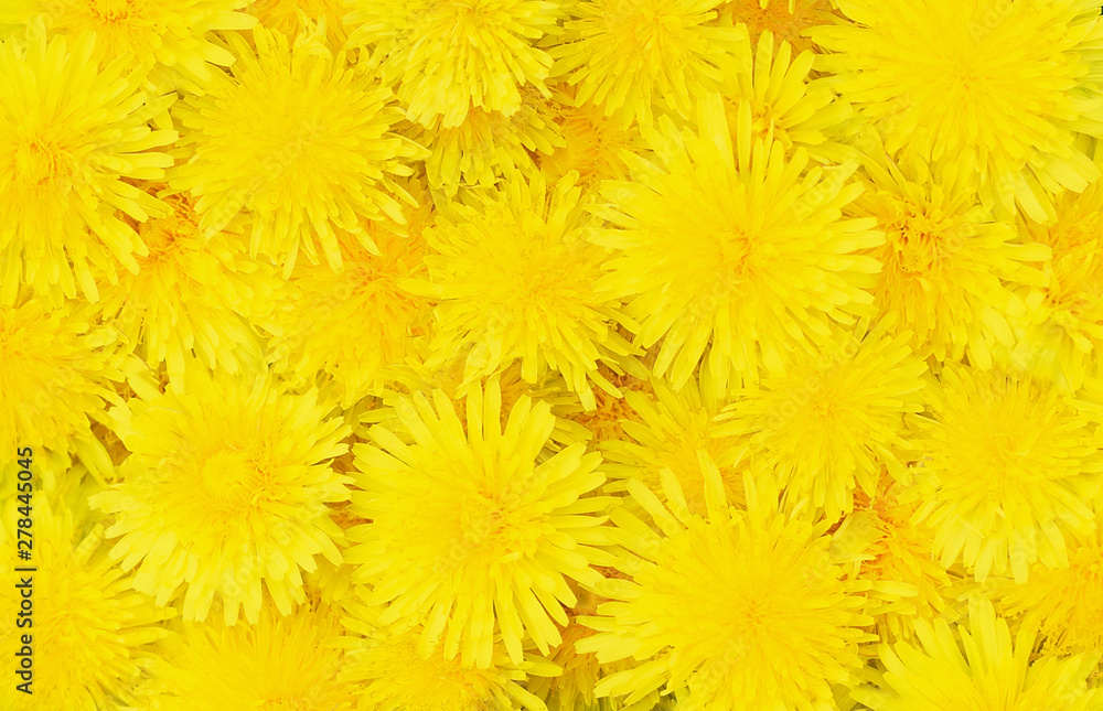 Yellow dandelions floral background. Close-up. Top view. Yellow dandelions floral background. Close-up. Top view.